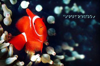 PNG walindi - clownfish - Nik. RS - subtronic strobe by Manfred Bail 